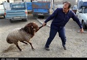 قیمت 47 هزار تومانی گوسفند زنده یک روز قبل عید قربان