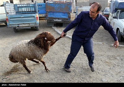 بازار خريد و فروش دام در آستانه عيد قربان براي ذبح در اين عيد بزرگ مسلمانان در سراسر كشور پر رونق است.