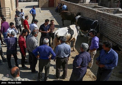  خرید و فروش دام به مناسبت عید قربان در اصفهان 