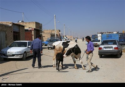 عید قربان (روز دهم ذی الحجه) یکی از مهم‌ترین اعیاد مسلمانان است و خرید و فروش دام در آستانه این روز گرمتر از همیشه است.