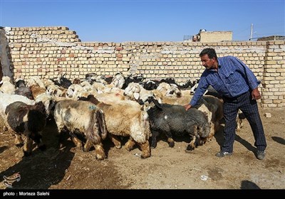  خرید و فروش دام به مناسبت عید قربان در اصفهان 