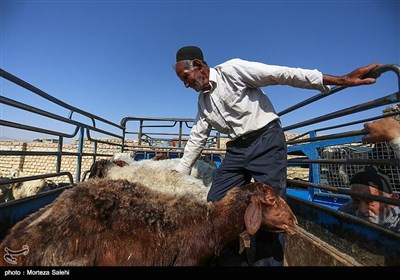  خرید و فروش دام به مناسبت عید قربان در اصفهان