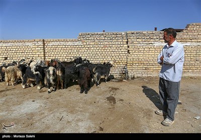  خرید و فروش دام به مناسبت عید قربان در اصفهان 