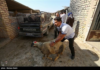 عید قربان (روز دهم ذی الحجه) یکی از مهم‌ترین اعیاد مسلمانان است و خرید و فروش دام در آستانه این روز گرمتر از همیشه است.