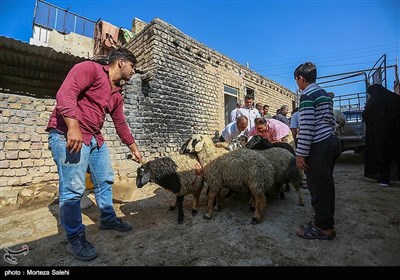  خرید و فروش دام به مناسبت عید قربان در اصفهان 