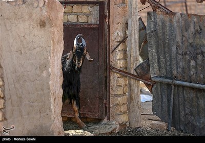 عید قربان (روز دهم ذی الحجه) یکی از مهم‌ترین اعیاد مسلمانان است و خرید و فروش دام در آستانه این روز گرمتر از همیشه است.