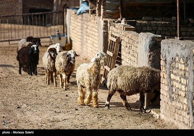 عید قربان (روز دهم ذی الحجه) یکی از مهم‌ترین اعیاد مسلمانان است و خرید و فروش دام در آستانه این روز گرمتر از همیشه است.