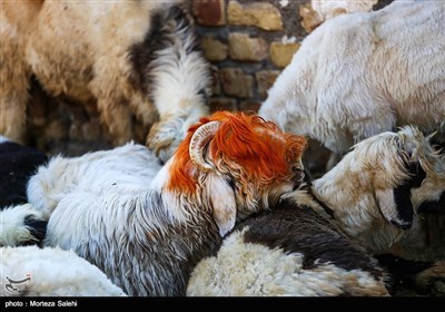  خرید و فروش دام به مناسبت عید قربان در اصفهان 