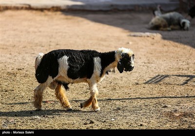 عید قربان (روز دهم ذی الحجه) یکی از مهم‌ترین اعیاد مسلمانان است و خرید و فروش دام در آستانه این روز گرمتر از همیشه است.