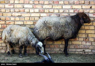 عید قربان (روز دهم ذی الحجه) یکی از مهم‌ترین اعیاد مسلمانان است و خرید و فروش دام در آستانه این روز گرمتر از همیشه است.