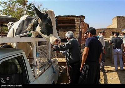  خرید و فروش دام به مناسبت عید قربان در اصفهان 