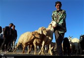 بازار خرید و فروش دام در بجنورد به روایت تصویر