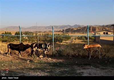 بازار فروش دام در آستانه عید قربان-بجنورد