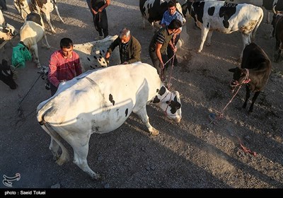 بازار فروش دام در آستانه عید قربان-بجنورد