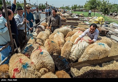 بازار فروش دام در عید قربان 