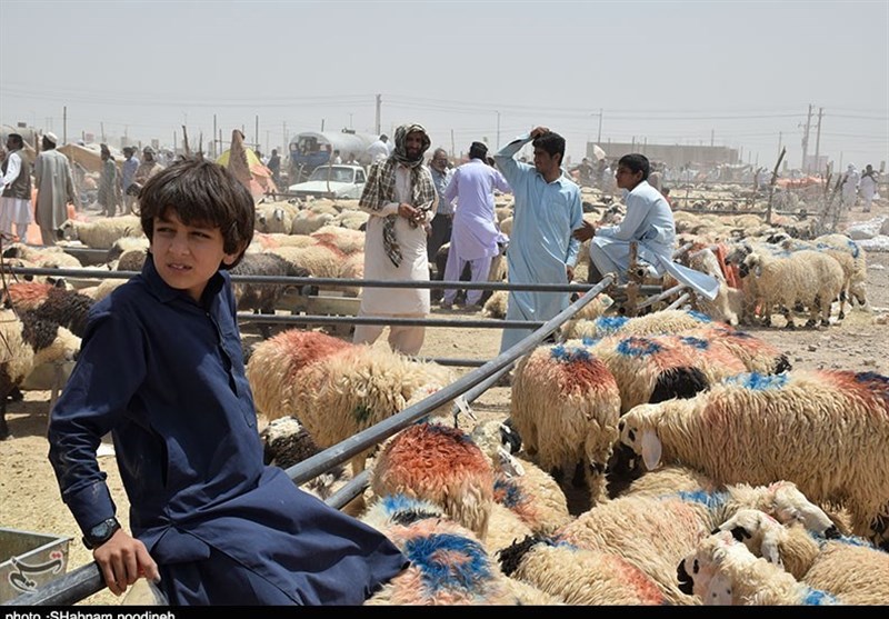 بازار دام زاهدان در روز عید قربان به روایت تصویر