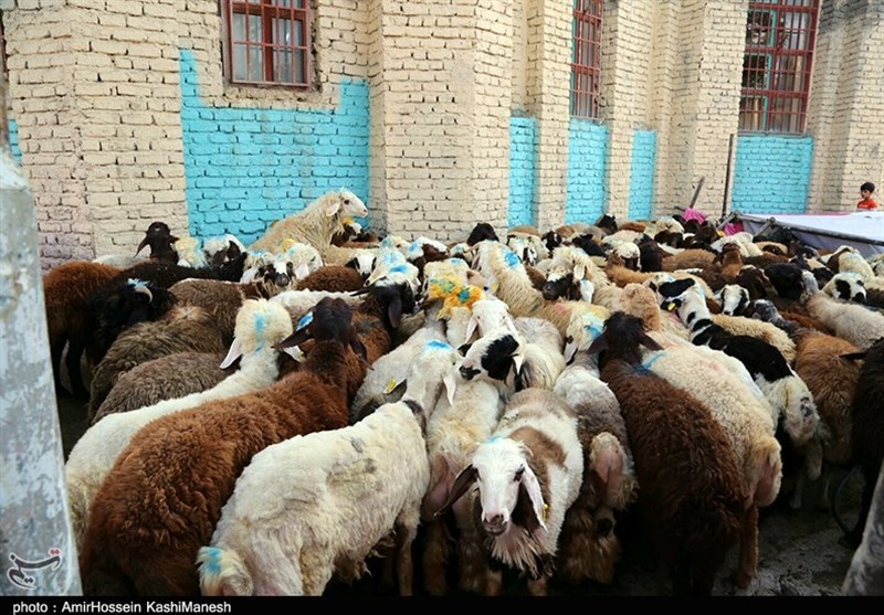 31 کشتارگاه استان اصفهان در روز عید قربان فعال است