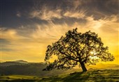 Study Suggests Trees' Potential to Slow Global Warming in Next 100 Years