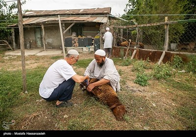 تعداد جمعیت قزاقهای بندر ترکمن نسبت به بقیه شهرهای استان گلستان مانند گرگان و گنبد بیشتر می باشد و در حدود 3000 نفر برآورد می شود.