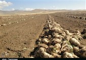 استاندار خوزستان: چغندر قند جایگزین مناسبی برای محصول نیشکر در فصول خشک است