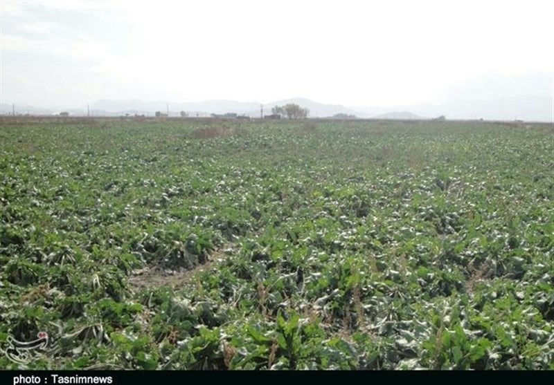 دستان توانمند کشاورز لرستانی در تولید چغندرقند؛ خاکی که زر می‌دهد