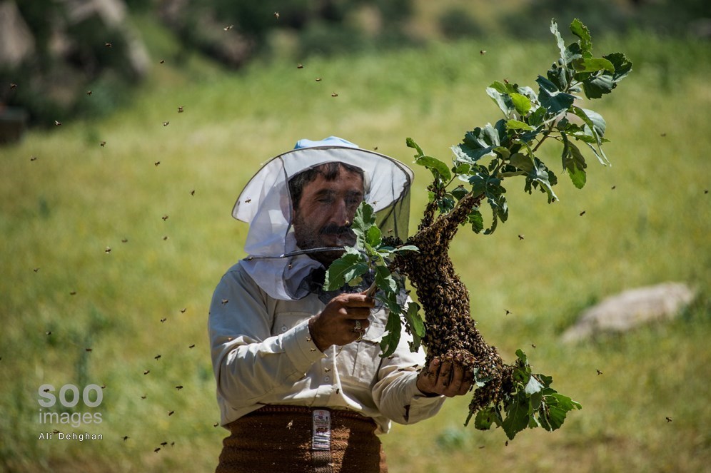 صنعت بیمار زنبورداری مازندران؛ وقتی تولید عسل زیرمجموعه پرورش دام می‌شود