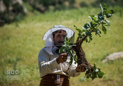 تنها پنج درصد از محصولات کشاورزی ایران ارگانیک است تنها پنج درصد از محصولات کشاورزی ایران ارگانیک است