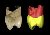 Neanderthal Tooth Unearthed near Iran’s Zagros Mountain