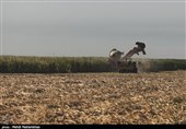 ظرفیت تولید شکر از نیشکر و چغندر قند در ایران افزایش چشم‌گیری خواهد یافت
