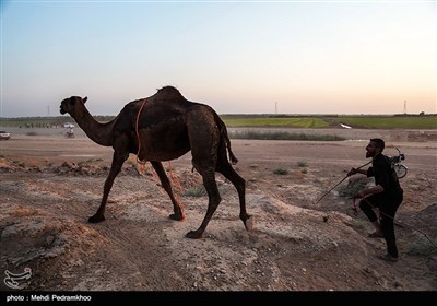 نخستین دوره مسابقات شتر سواری در روستای شیخ زهراب از توابع شهرستان حمیدیه 