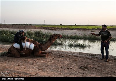 نخستین دوره مسابقات شتر سواری در روستای شیخ زهراب از توابع شهرستان حمیدیه 