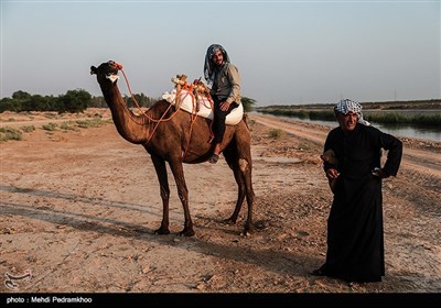 مسابقات شتر سواری در حمیدیه