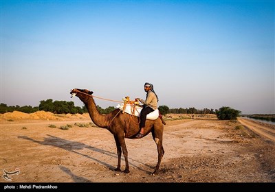 نخستین دوره مسابقات شتر سواری در روستای شیخ زهراب از توابع شهرستان حمیدیه 