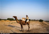 نخستین مسابقات شتر سواری در حمیدیه به روایت تصویر