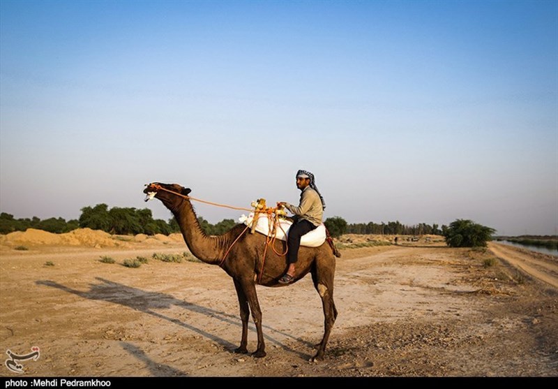 نخستین مسابقات شتر سواری در حمیدیه به روایت تصویر