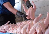 دلایل افزایش قیمت مرغ در استان کرمان بررسی شد؛ از کاهش تولید مرغ و جوجه‌ریزی تا توزیع مرغ منجمد