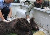 مرگ توله خرس قهوه‌ای مصدوم در مرکز تیمار و نگهداری سازمان حفاظت محیط زیست