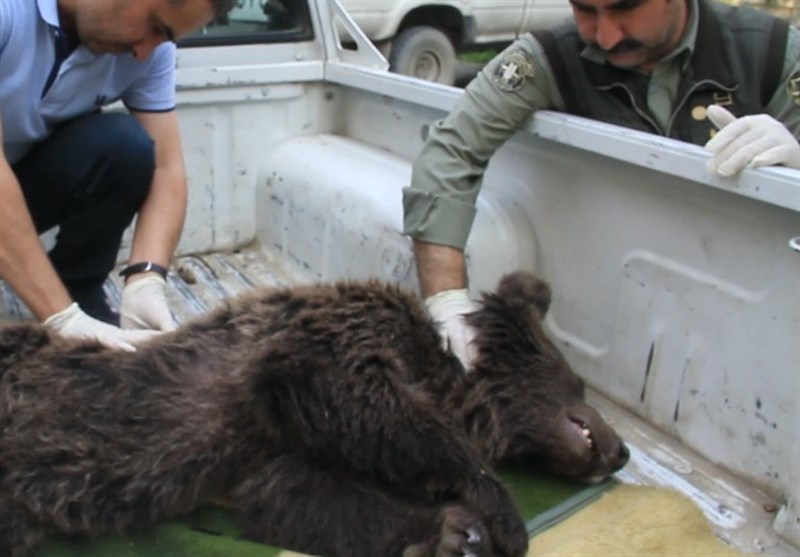 مرگ توله خرس قهوه‌ای مصدوم در مرکز تیمار و نگهداری سازمان حفاظت محیط زیست