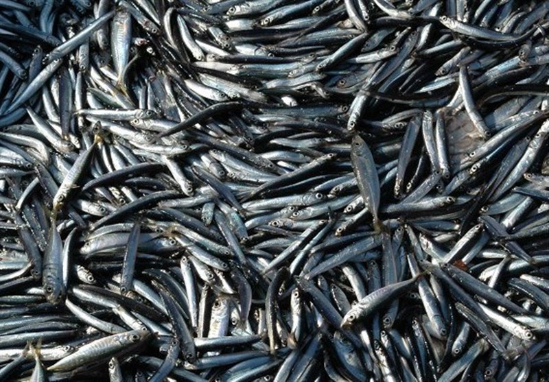 تشدید ماهیگیری صنعتی کیلکای خزر توسط داغستان
