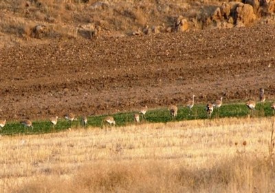 Sootav Wildlife Refuge, Bukan, Iran - Tourism news