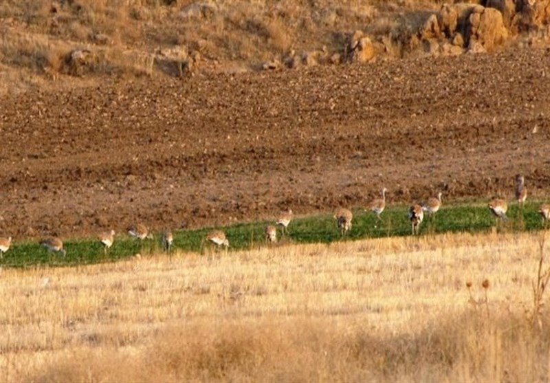 Sootav Wildlife Refuge, Bukan, Iran