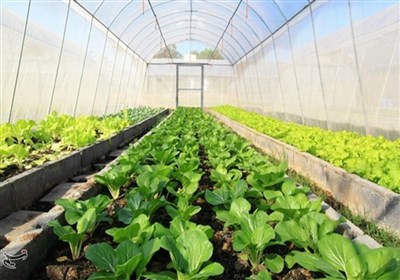 محصولات،استان،اردبيل،كشت،توليد،توسعه،هكتار،فراهم،تن،اژدري،تنوع
