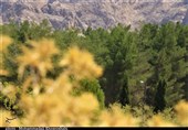 اصفهان| بستن راه تنفس زمین با پروژههای غیرکارشناسی؛ «کشت در اراضی شیبدار» طرحی که جنگلها را نابود میکند