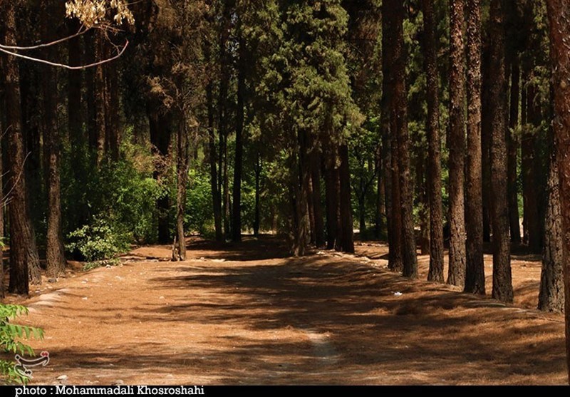 Pardisan Qaem Forest: The Largest Artificial Forest in Iran