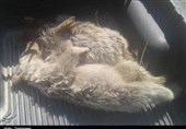 اختصاصی‌| 2 توله خرس پارک ملی دنا تلف شدند+تصاویر