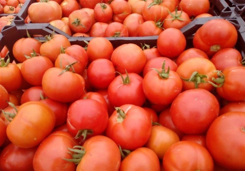 سوء مدیریت عامل گرانی گوجه‌فرنگی در بازار اصفهان شده است