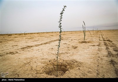 نهال کاری 4 هزار هکتار زمین توسط بسیج سازندگی در خوزستان