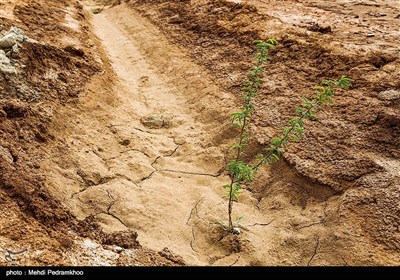 نهال کاری 4 هزار هکتار زمین توسط بسیج سازندگی در خوزستان