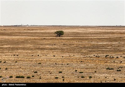 نهال کاری 4 هزار هکتار زمین توسط بسیج سازندگی در خوزستان