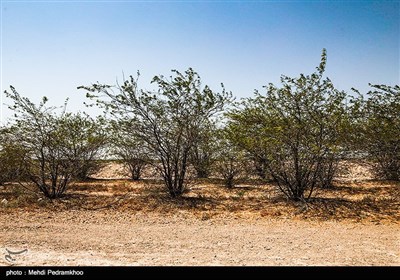 نهال کاری 4 هزار هکتار زمین توسط بسیج سازندگی در خوزستان